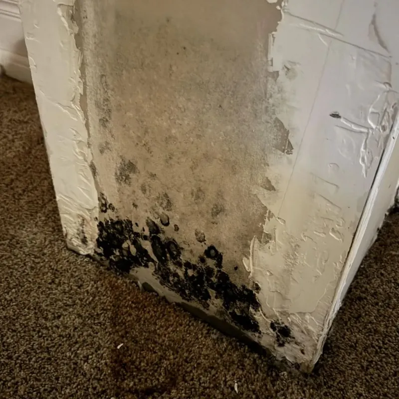 Professional Mold Removal in Kiln, MS
